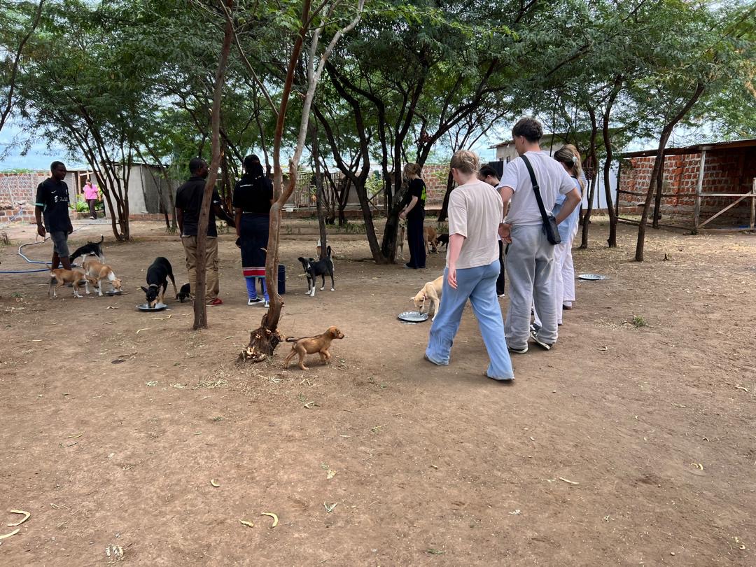 Sanctuary Rescue Our Sanctuary - Tanzania Animal Rescue